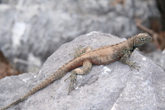 Microlophus delanonis