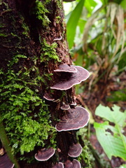 Nigroporus vinosus