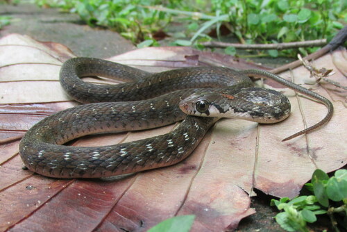Photo of a Bindee keelback (Rhabdophis bindi)