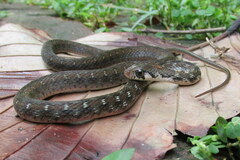 Rhabdophis bindi