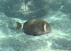 Acanthurus leucopareius