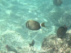 Acanthurus leucopareius