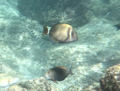 Acanthurus leucopareius