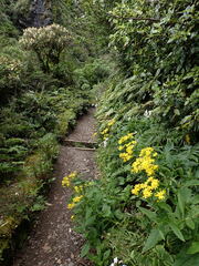Senecio rufiglandulosus