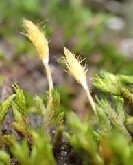 Macrocoma lycopodioides