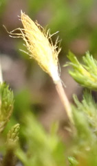 Macrocoma lycopodioides