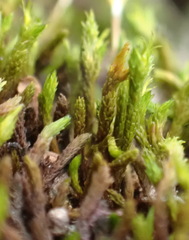 Macrocoma lycopodioides