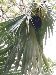 Cynopterus sphinx