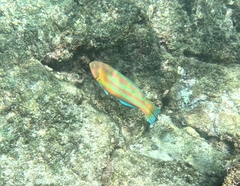 Thalassoma trilobatum