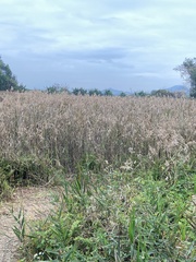 Phragmites australis