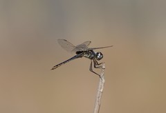Urothemis edwardsii