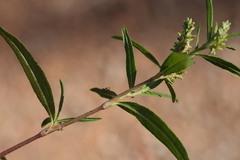 Persicaria prostrata