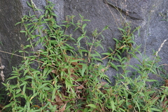 Persicaria prostrata
