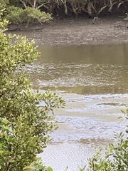 Numenius madagascariensis