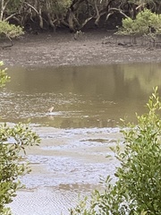 Numenius madagascariensis