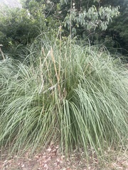 Carex appressa