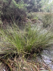 Juncus gregiflorus