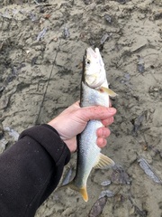 Ptychocheilus oregonensis