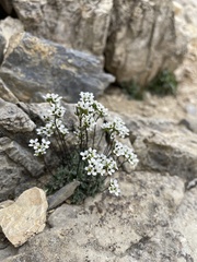 Draba lonchocarpa