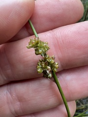 Juncus gregiflorus