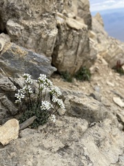 Draba lonchocarpa
