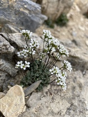 Draba lonchocarpa