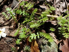 Leptinella squalida