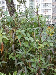 Ageratina riparia