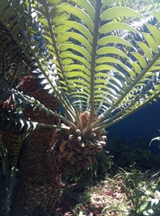 Encephalartos natalensis
