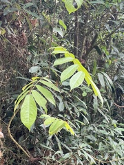 Millettia pachycarpa