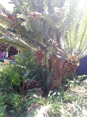 Encephalartos natalensis