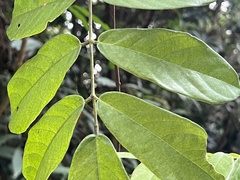 Millettia pachycarpa