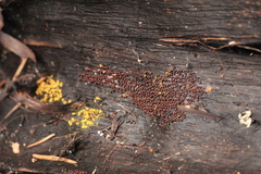 Perichaena corticalis