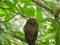 Glaucidium cuculoides