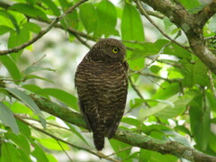 Glaucidium cuculoides