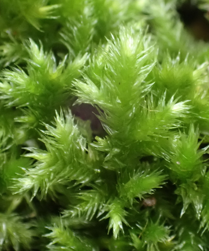 joint-toothed-mosses-from-hoekvil-bridle-trail-on-february-3-2023-at