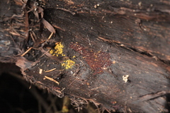 Perichaena corticalis