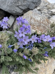 Polemonium viscosum