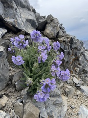 Polemonium viscosum