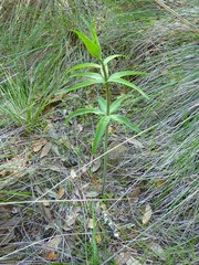 Lilieae