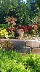 Alectura lathami lathami