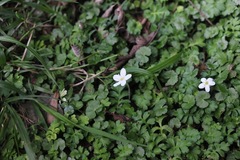 Ellisiophyllum pinnatum