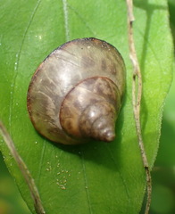 Conulinus