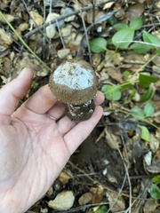 Amanita calyptratoides