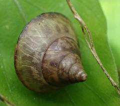 Conulinus