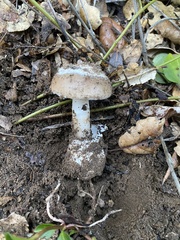 Amanita calyptratoides