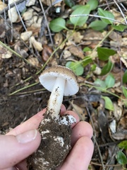 Amanita calyptratoides