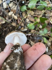 Amanita calyptratoides