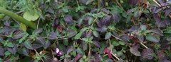Lantana rugosa