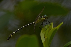 Austrogomphus amphiclitus